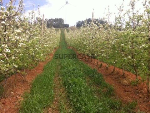 Quinta com 10 hectares em Alguber, Cadaval