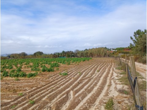 Terreno em Aveiras De Cima- Azambuja