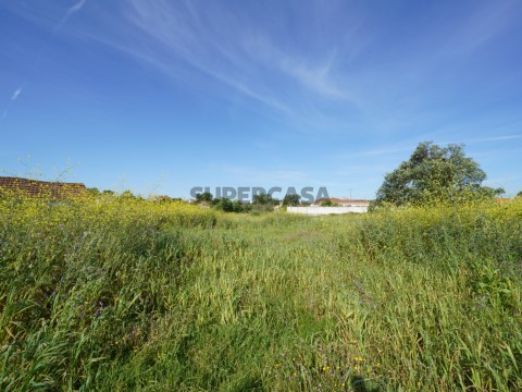 DSC07105