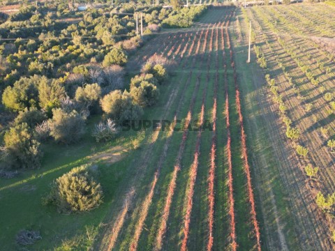 DJI_0889