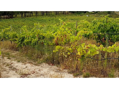 Terreno com vinha, Troviscoso, Monção, terreno