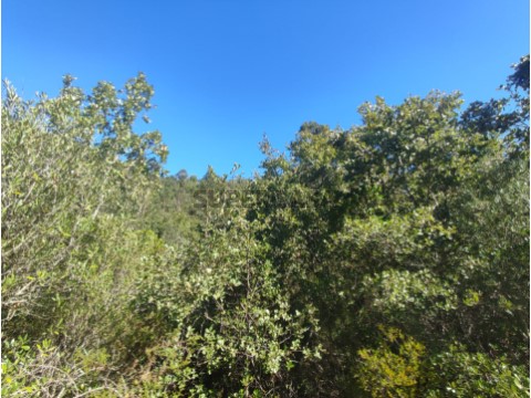 Terreno