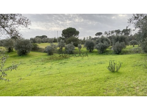 Terreno
