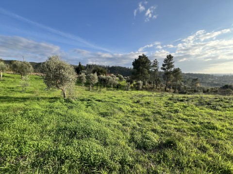 Terreno