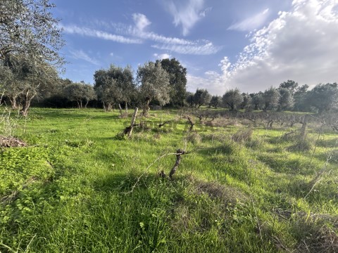 Terreno