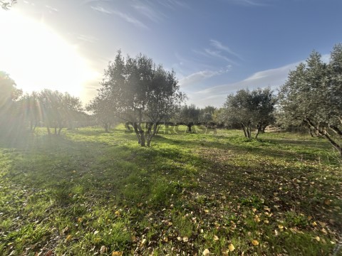 Terreno