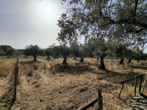 Olival