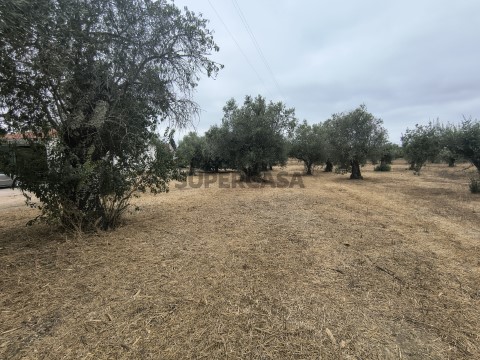 Terreno