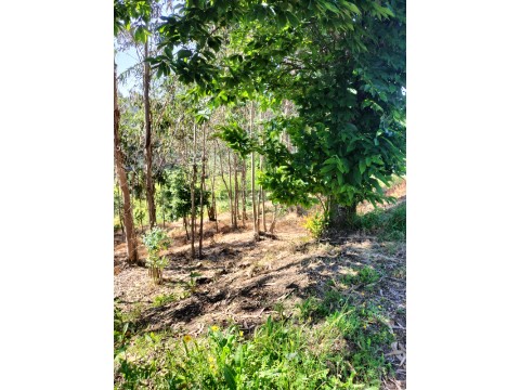 Terreno Urbano em Luso, Mealhada