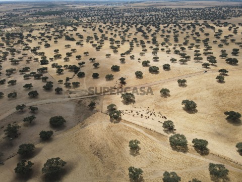 Herdade em Beja