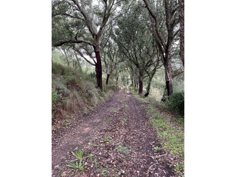 Caminho de acesso ao terreno.