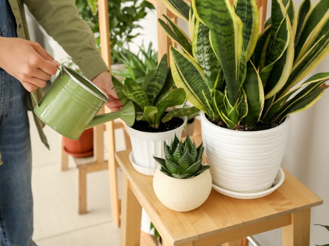 Plantas: os sinais de que algo não está bem